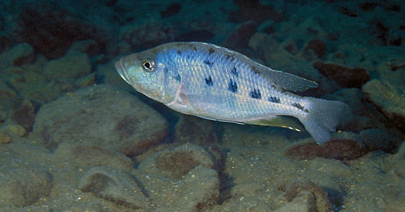Hemitaeniochromis urotaenia 'Likoma Island'